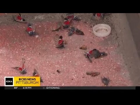 Entomologist explains why we're seeing so many spotted lanternflies