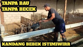 Download lagu KANDANG BEBEK MINIMALIS & BEBAS BAU!! mp3
