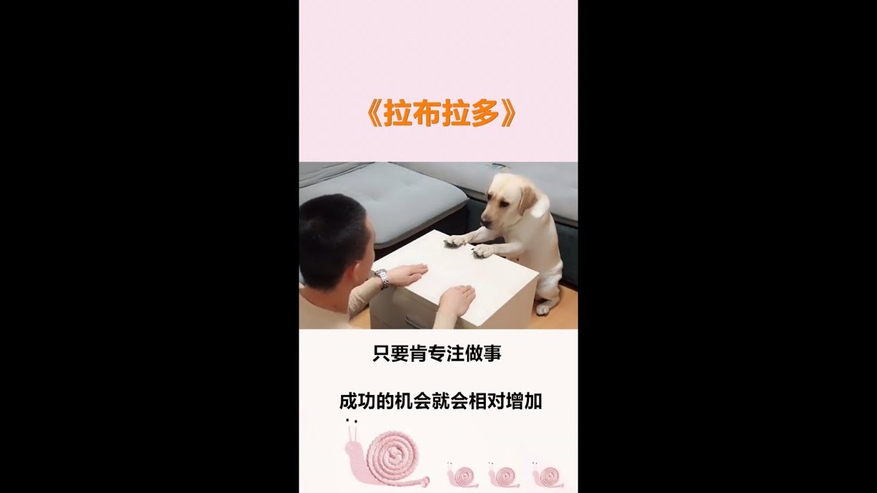 可爱的拉布拉多seven模仿主人。。
