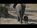 SafariLive- Tiny baby Elephants! Cuteness overload!