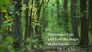 Relaxing Fairy Music in Magical Forest.