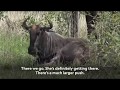 Witness The Birth Of A Baby Wildebeest Out In The Wild 1