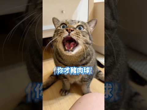 一直喊餓🐷被講是豬肉球生氣氣🔥🔥 【麻吉太郎】 #癱瘓貓 #貓 #可愛 #cute #shorts