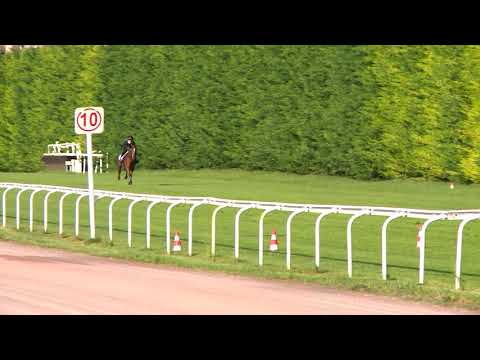 Breeze-Up Osarus 2020 - Lot 2