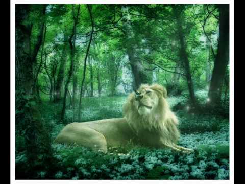 Serengeti ft. Joey Fever - Rumors & Lies