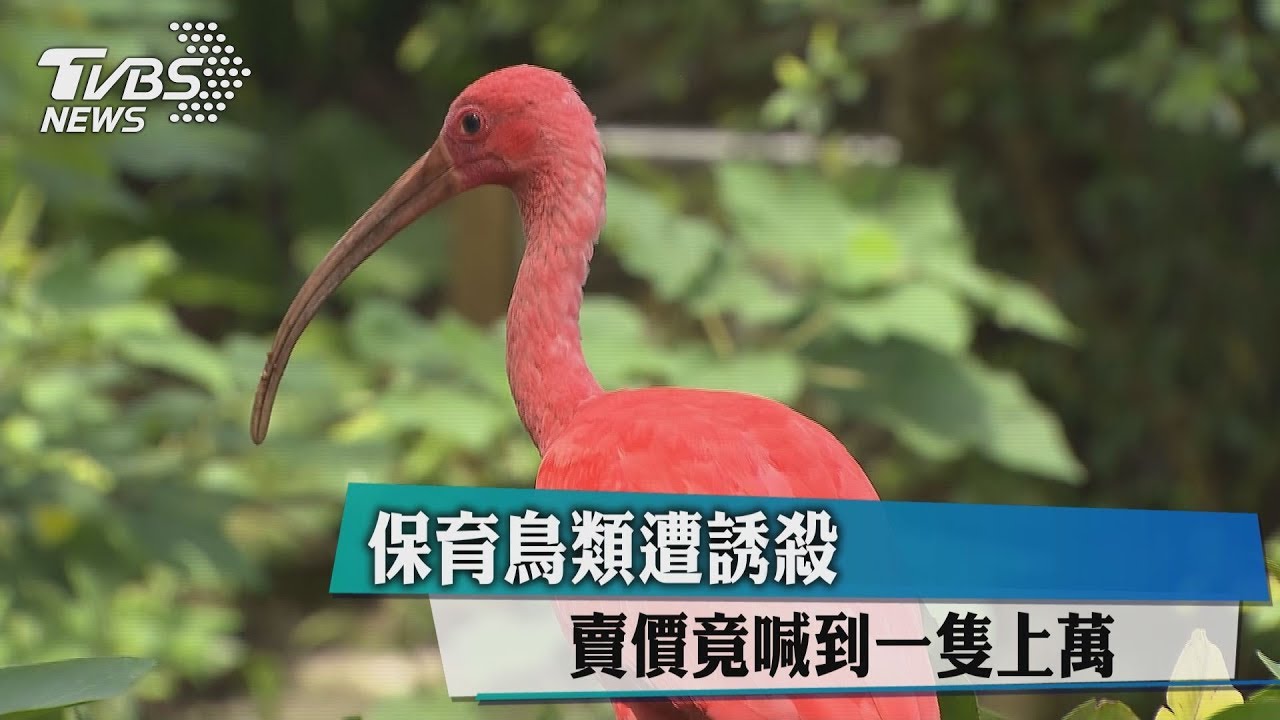 保育鳥類遭誘殺　賣價竟喊到1隻上萬