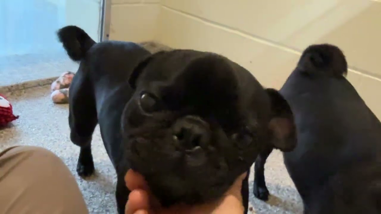 Edwin: The Snuggly Sidekick With a Snorty Smile, a ADOPTABLE Pug in San Antonio, TX video 2/5