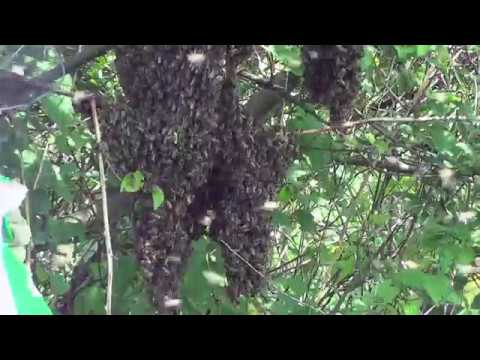 Rojenje - Prirodan nagon košnice za razmnožavanjem