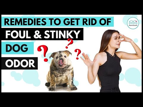 YouTube video about: How to keep dog beard from smelling?