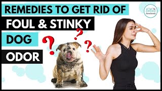 STINKY dog & BAD odor ? KEY to make your dog smell good once again.
