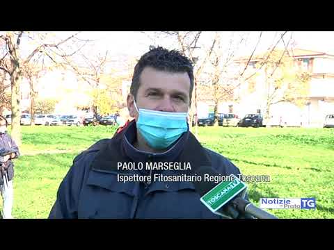 2020-11-24 PRATO - TARLO ASIATICO, DI NUOVO IN AZIONE I CANI MOLECOLARI