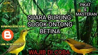 Download lagu SUARA BURUNG SOGOK ONTONG BETINA pikatburung suara... mp3