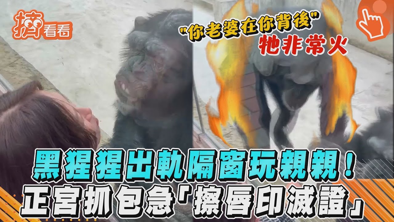 影音／黑猩猩出軌隔窗玩親親！正宮抓包急「擦唇印滅證」