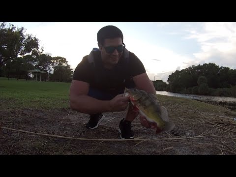 Lake Ida Delray Beach Non Stop Action! (Fluke and Top Water Blow Ups!)