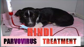 Parvo Virus Full Treatment In Hindi !! Dog Ultimate Care!!