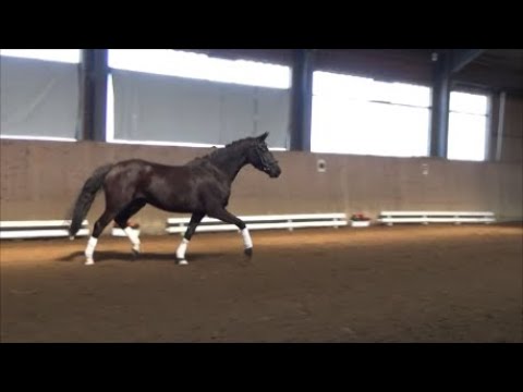 3j. Stute v. Fürst Wilhelm x Jazz Rubin  www.stöcker-verkaufspferde.de