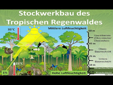 Layered structure of the tropical rainforest [Geography]