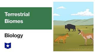Terrestrial Biomes and Ecosystems | Biology