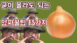 몰라도 되는 양파상식, 양파농사꿀팁 12가지 │농사직방