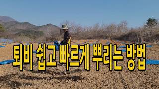 포대거름 퇴비 쉽고 빠르게 뿌리는 방법 추천 / 율무밭 퇴비 살포작업