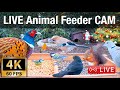 LIVE 4K 60fps Bird Feeder Cam - Hedgehog & Bird Watching (3D Audio) ASMR HQ