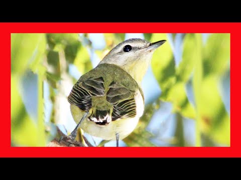 Vireo sťahovavý (Vireo philadelphicus) — spev a hlas v prírode