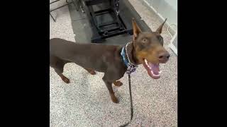 Video preview image #1 Doberman Pinscher Puppy For Sale in Buffalo, MN, USA