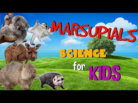 Marsupial Mammals | Science for Kids