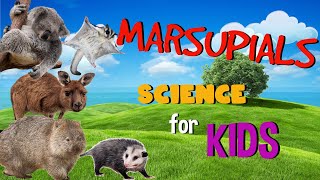 Marsupial Mammals  Science for Kids