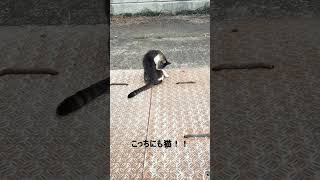 【宮崎】佐土原の石崎浜にいる猫に癒される動画#SHORTS