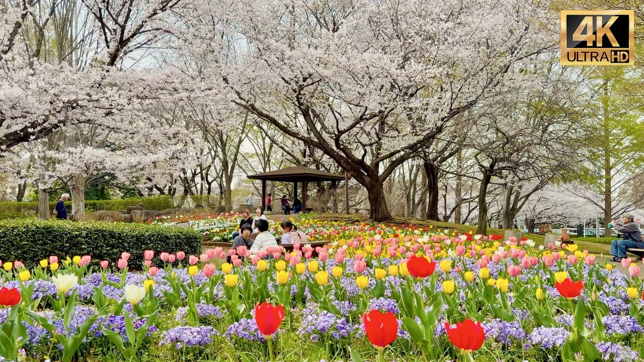 Red colors Tulip flower & Cherry blossoms create a romantic scene in Omiya Hananooka Norin Garden