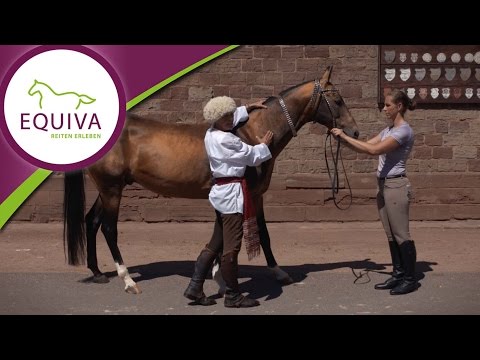 Der Achal Tekkiner im Rasseportrait | Pferderassen