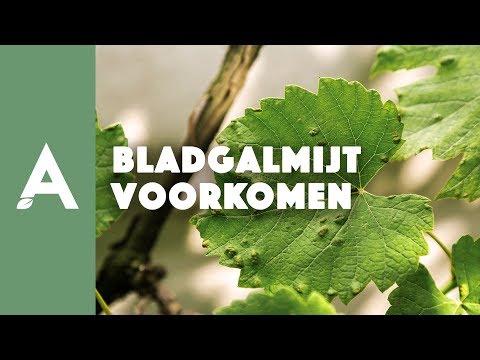 Hoe de bladgalmijt bij druiven voorkomen?