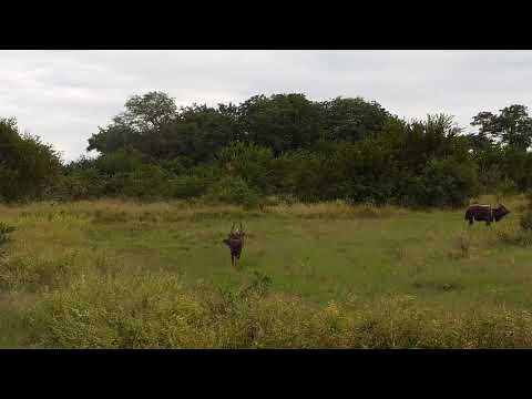 Djuma: Two Nyala bulls - 16:19 - 04/06/21