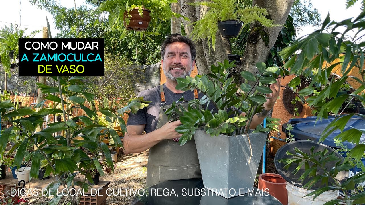 Como Replantar Zamioculca