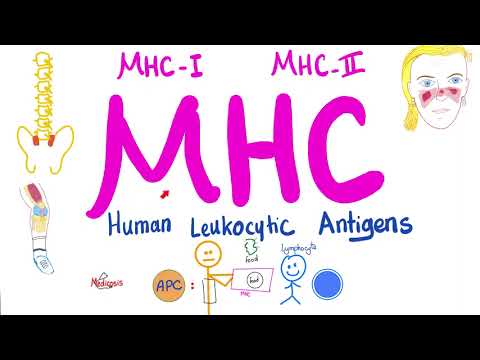 Major Histocompatibility Complex (MHC) - Human Leukocytic Antigen (HLA) - Immune System