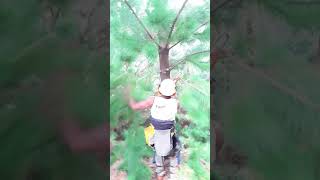 Gizzy chainsaw pruning