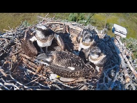 Osprey Mom feeding fish in breakfast to three chicks | #4 Sääksilive (Osprey Cam) Jul 16, 2025