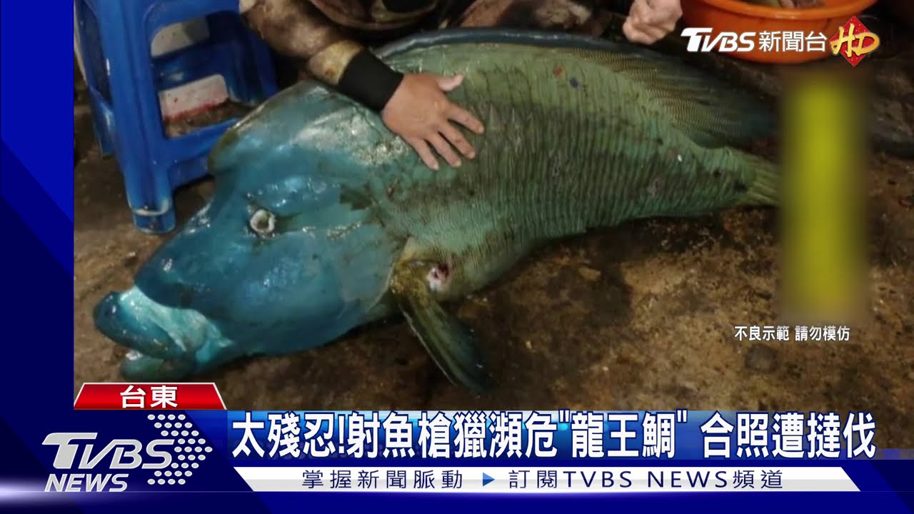 太殘忍!射魚槍獵瀕危「龍王鯛」 合照遭撻伐