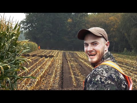 Wildboar | Maishäcksel Erntejagd auf Sauen  - Jagdkrone