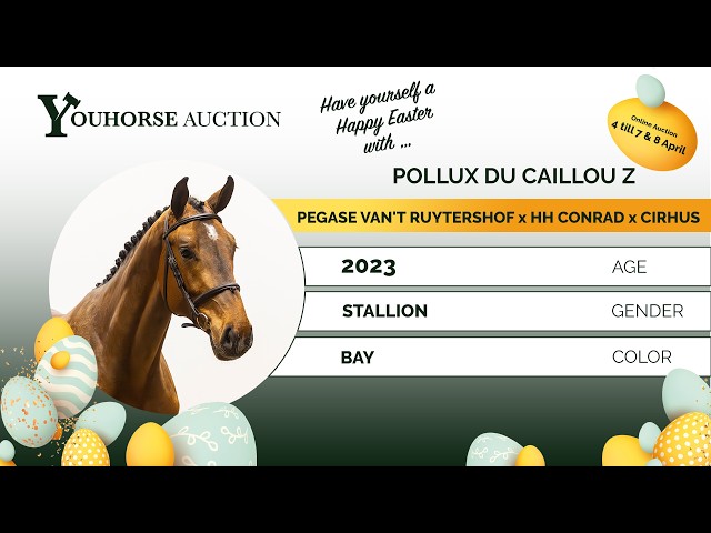 Pollux du Caillou