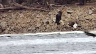 preview picture of video 'Bald Eagles Fishing - Clarksville, MO'