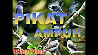 Download lagu Suara Pikat Burung Srigunting versi Trucukan Ribut mp3