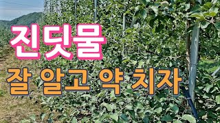 진딧물 잘 알고 약 치자/진딧물 잘 죽이는 약