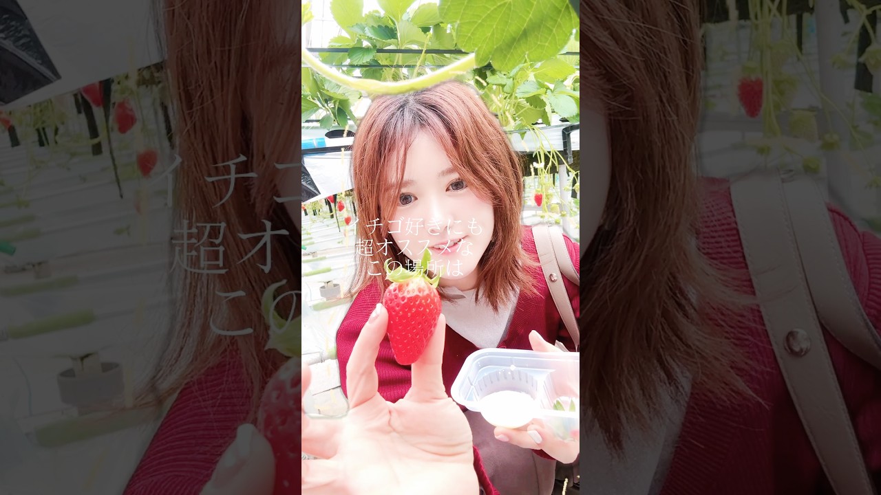 🍓イチゴ好きにも超オススメな　イチゴ狩りスポットを紹介します♪