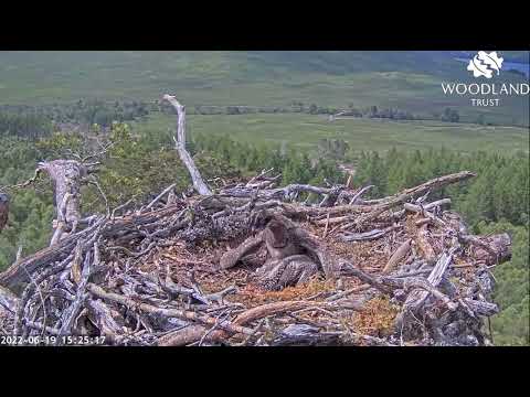 Big Loch Arkaig Osprey chick does some nestorising until small one foolishly has a pop 19 Jun 2022
