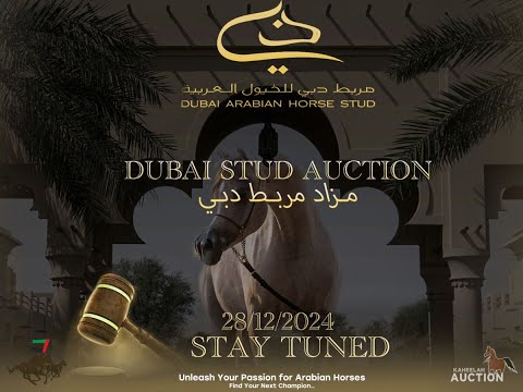 Dubai Arabian Horse stud Auction 28th Dec.2024