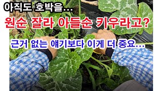 아직도 호박을 원순 잘라 아들순 키우라고? 근거없는 얘기보다 이게 더 중요...(호박 재배, 풋호박 재배, …