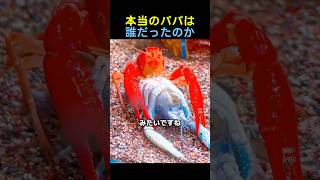 本当のパパは誰だったのか🦞 #感動する話 #動物 #動物動画
