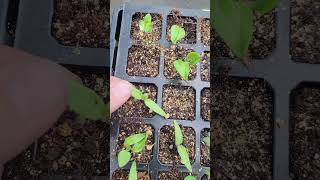 Download lagu Kapan Waktu yang Tepat untuk Memulai Pemupukan Bibit Anda? #berkebun mp3